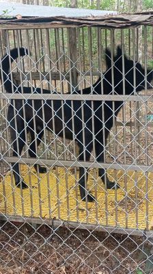 Chó Đực 18 tháng