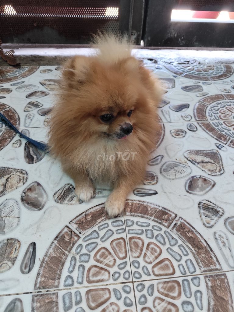 Bé phốc sóc Glưu chim cm bạch , xám. Mua bán Chó tại Huyện Cần Giuộc Long An được đăng bởi Tuấn Trần hình 1