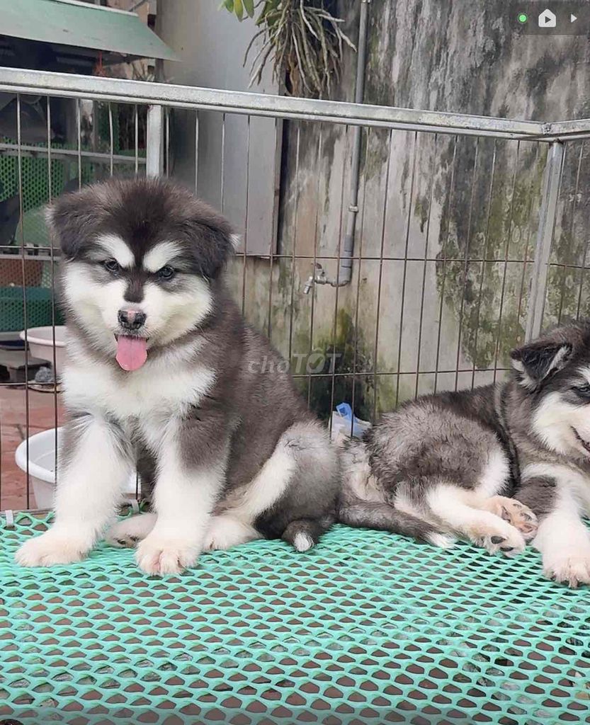 Chó Alaska Đen trắng. Mua bán Chó tại Huyện Phúc Thọ Hà Nội được đăng bởi Thanh Hoa Phan hình 1