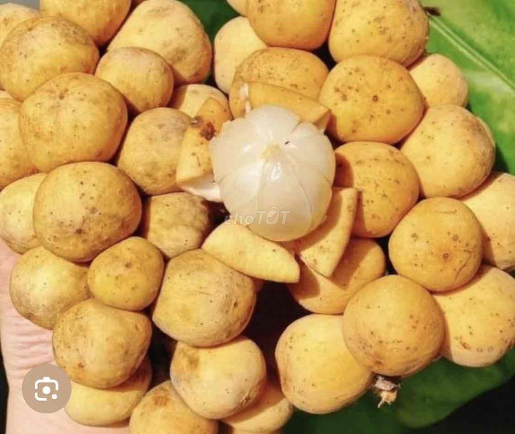 Cây giống Bòn bon Thái. Mua bán Đồ chuyên dụng, Giống nuôi trồng tại Huyện Cái Bè Tiền Giang được đăng bởi Võ Minh Luân hình 1
