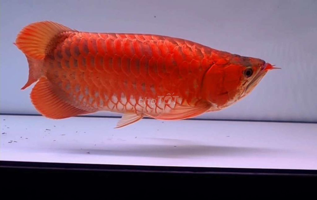 cá huyết long short body. Mua bán Thú cưng khác tại Quận Tân Phú Tp Hồ Chí Minh được đăng bởi Quang Duong hình 1