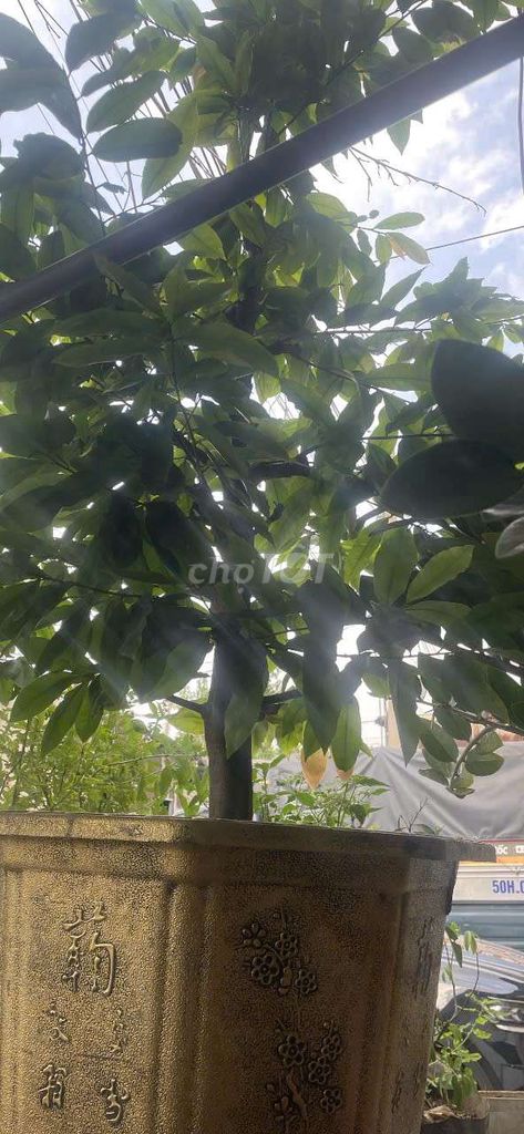 Cây Mai Chơi Tết. Mua bán Cây cảnh, đồ trang trí tại Quận Bình Tân Tp Hồ Chí Minh được đăng bởi Tra Sữa Kiwi hình 1