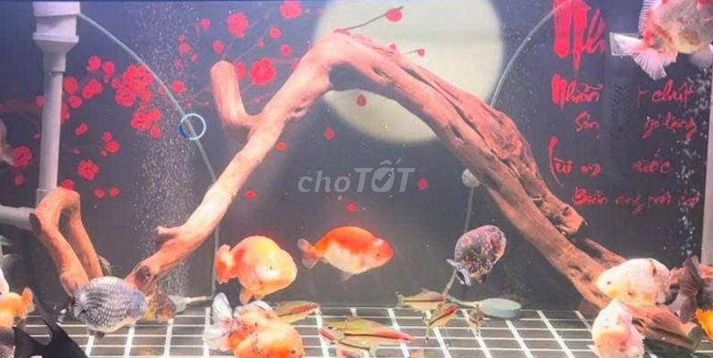 Gỗ lũa Gỗ tự nhiên Trang trí hồ cá. Mua bán Phụ kiện, Thức ăn, Dịch vụ tại Quận Bình Thạnh Tp Hồ Chí Minh được đăng bởi Nguyễn Dung hình 1