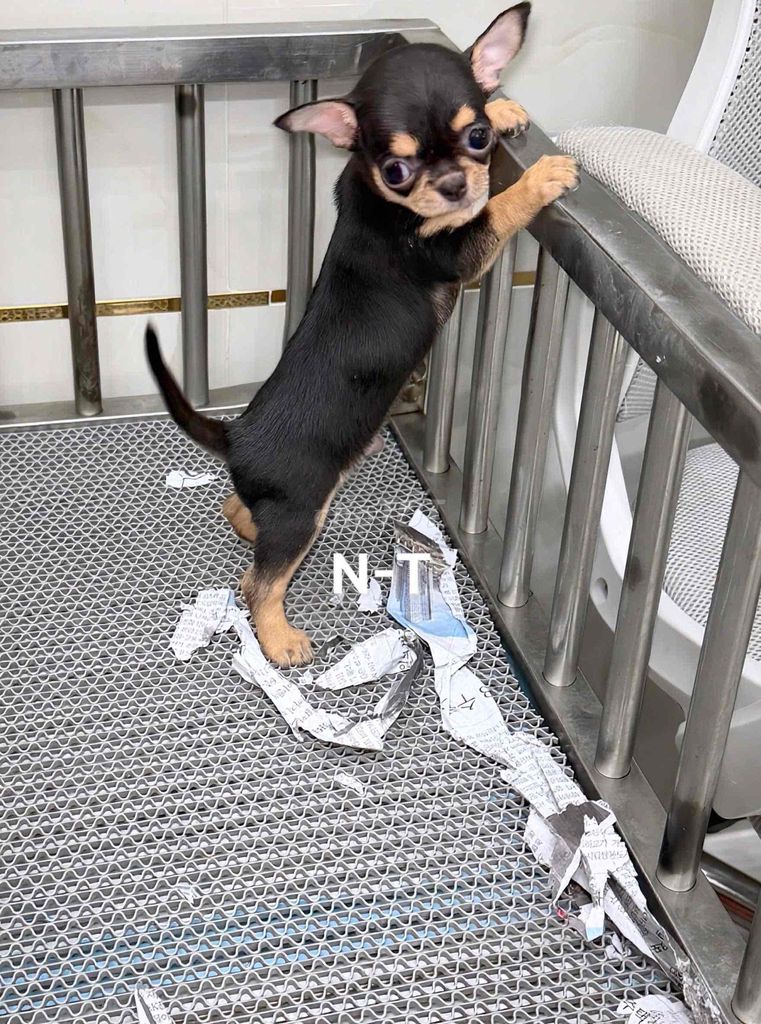Chó Chihuahua  Blacktan. Mua bán Chó tại Quận Bình Tân Tp Hồ Chí Minh được đăng bởi Kyn hình 1