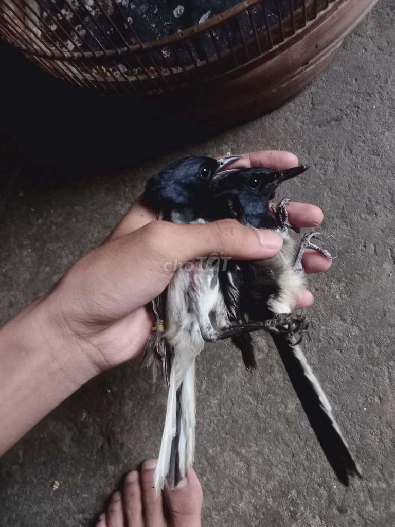 Chim chòe than bổi. Mua bán Chim tại Quận Liên Chiểu Đà Nẵng được đăng bởi Pham Huy11 hình 1
