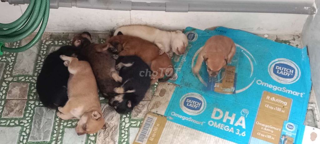 Chó con 5-7 kg nhiều màu. Mua bán Chó tại Huyện Bình Chánh Tp Hồ Chí Minh được đăng bởi cây và Đá hình 1
