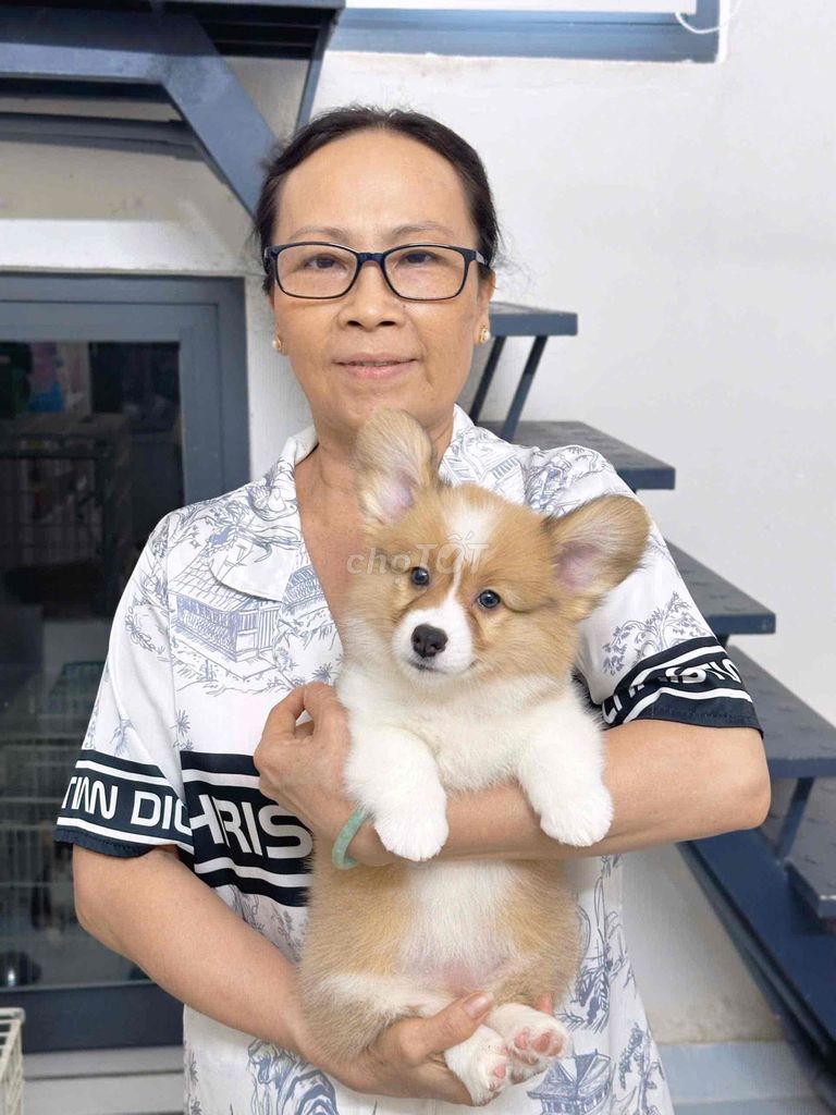 Chó Corgi lông dài. Mua bán Chó tại Quận Bình Tân Tp Hồ Chí Minh được đăng bởi Thóc Cỏ Đây hình 1