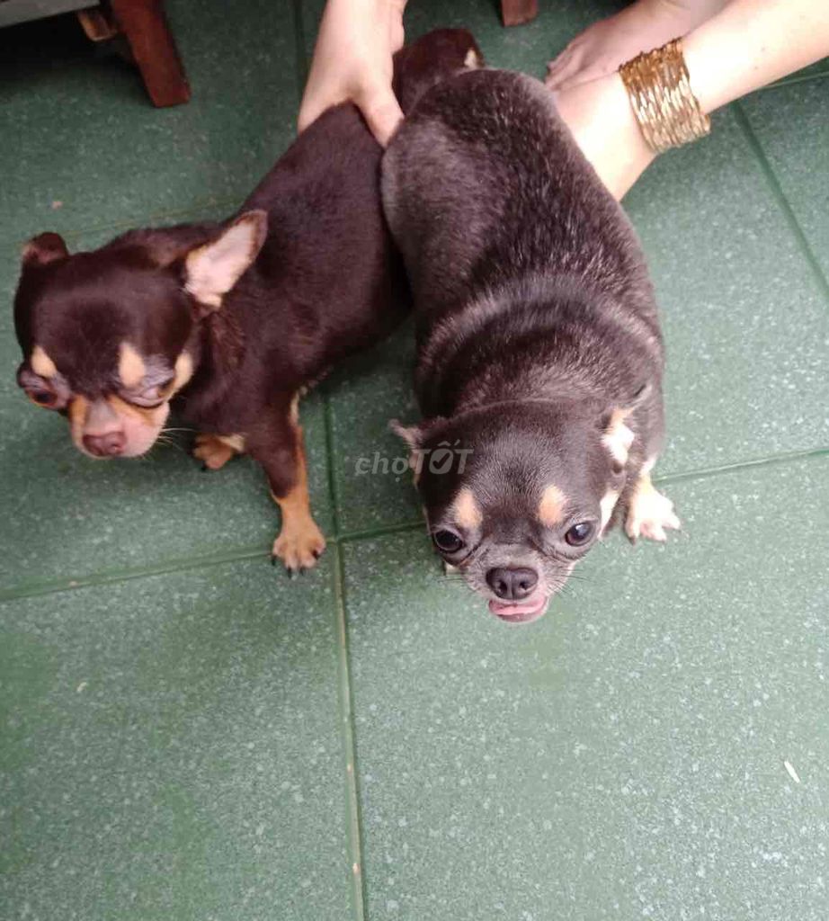 nhận mở giống phối chó chihuahua màu sôcôla