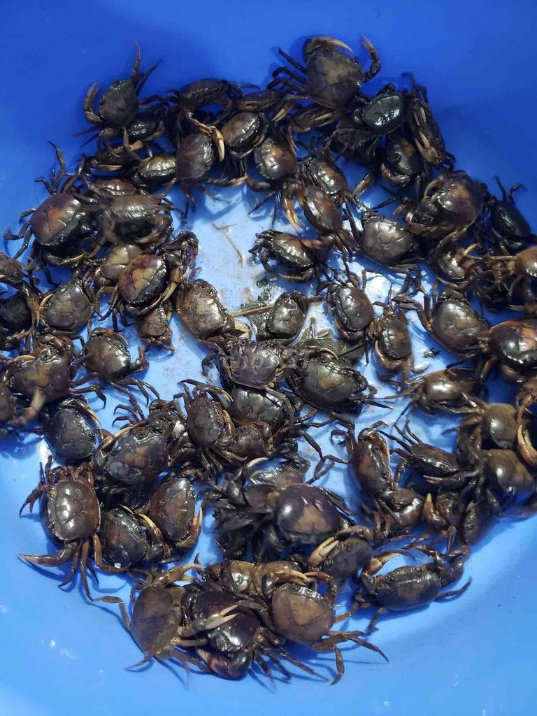 Cua đồng tươi sống làm sạch. Mua bán Đồ ăn, thực phẩm và các loại khác tại Huyện Phú Riềng Bình Phước được đăng bởi Donna Nguyễn hình 1