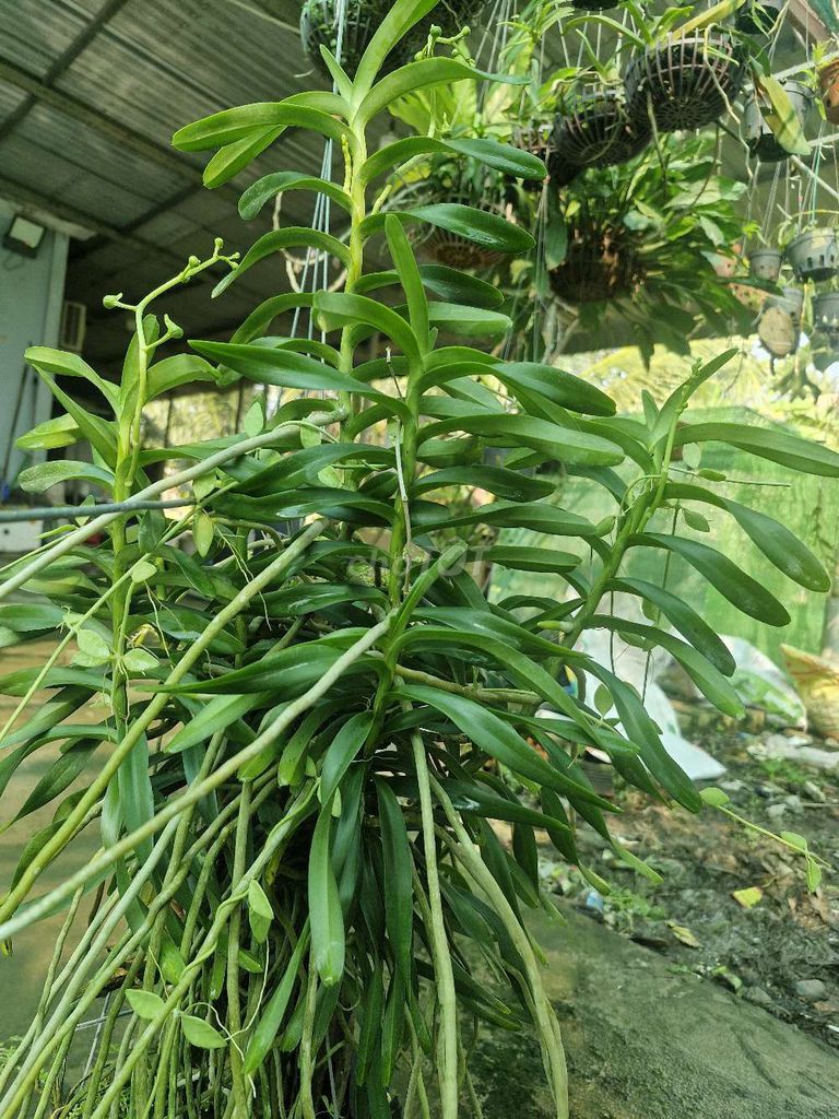 Lan Cù Lao Minh Nguyên bản. Mua bán Cây cảnh, đồ trang trí tại Huyện Long Hồ Vĩnh Long được đăng bởi Hải Nguyễn hình 1