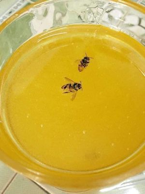 Mật ong đặc sánh ngon ngọt thanh giá tốt (bạc hà)