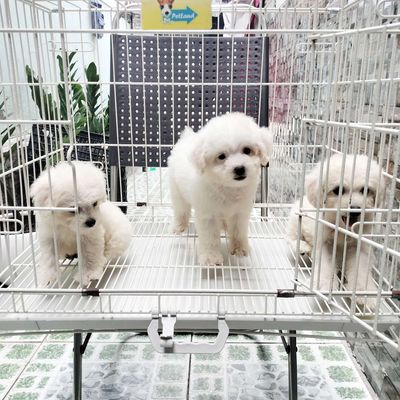 Poodle nhà sinh sản. Mua bán Chó tại Thành phố Thuận An Bình Dương được đăng bởi THUẬN pet