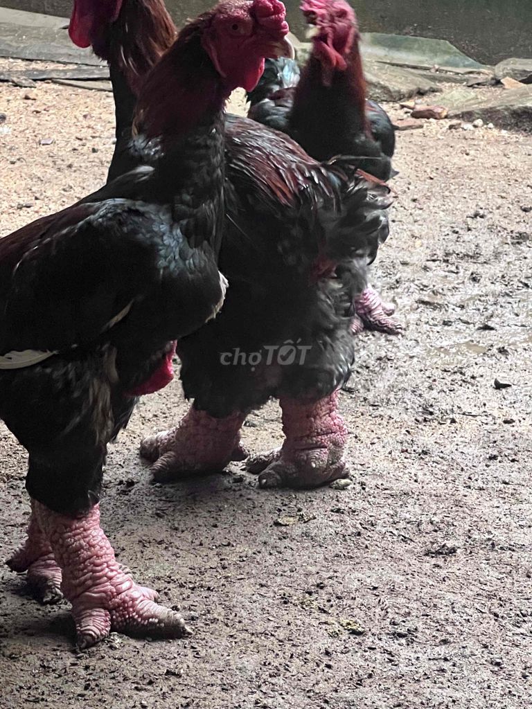 Gà Đông Tảo Thuần chủng. Mua bán Gà tại Thị xã Hương Trà Thừa Thiên Huế được đăng bởi Nguyễn Tấn Tiến hình 1