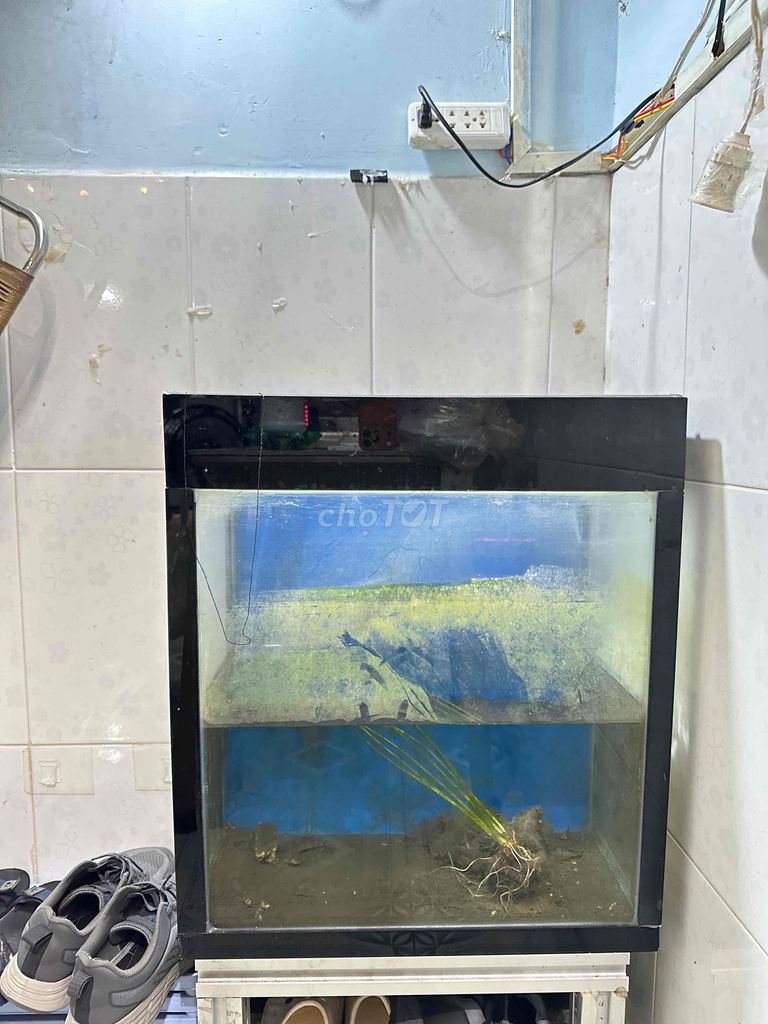 Bể cá cảnh Kính Đen. Mua bán Phụ kiện, Thức ăn, Dịch vụ tại Thành phố Thủ Dầu Một Bình Dương được đăng bởi phương hình 1