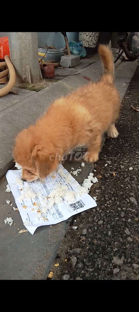 Chó ta Đa màu. Mua bán Chó tại Quận Long Biên Hà Nội được đăng bởi tổng kho gia dụng  hình 1