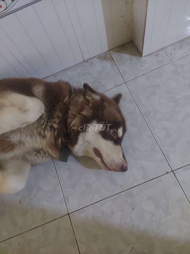 Chó Husky Nâu trắng Thân thiện Đã tiêm phòng. Mua bán Chó tại Huyện Mỹ Tú Sóc Trăng được đăng bởi THUẬN MUA VỪA BÁN hình 1