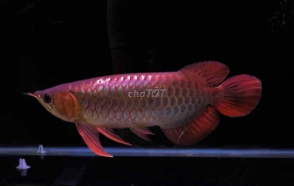 Cá Rồng Huyết Long màu tốt size 32cm. Mua bán Thú cưng khác tại Quận Tân Bình Tp Hồ Chí Minh được đăng bởi Duy Fish hình 1