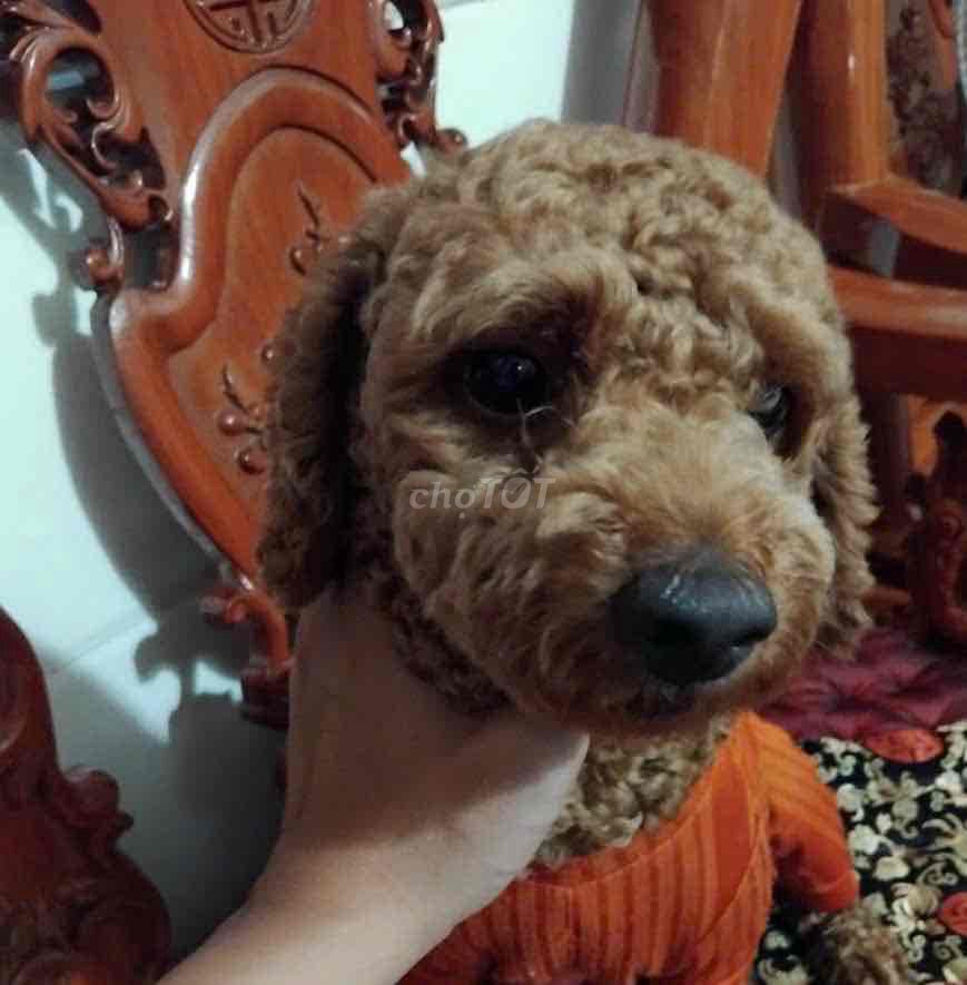 Chó Poodle đực 1 năm tuổi. Mua bán Chó tại Thành phố Biên Hòa Đồng Nai được đăng bởi Nghèo Vì Xa Quê hình 1