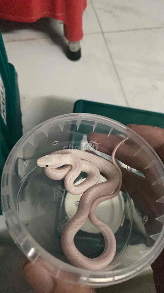 Lucy Rat Snake baby. Mua bán Thú cưng khác tại Huyện Nhà Bè Tp Hồ Chí Minh được đăng bởi Noname hình 1