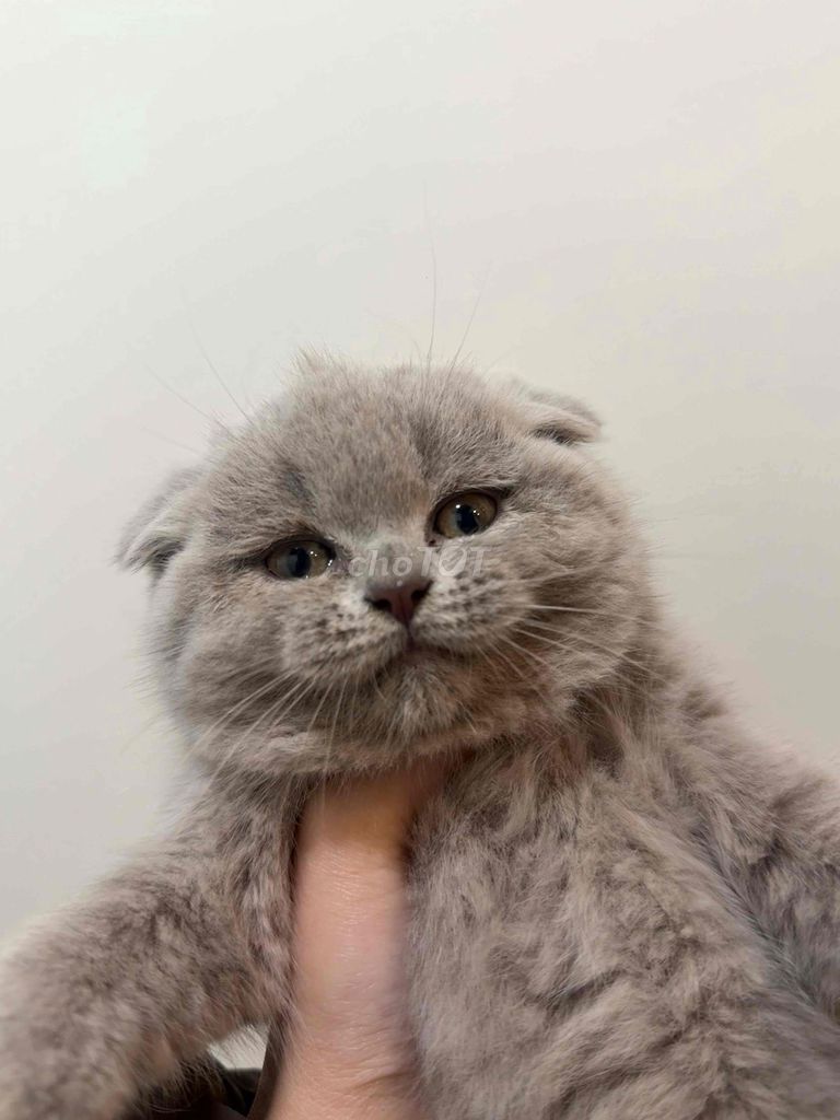 Mèo aln tai cụp xinh yêu form siêu to chuẩn. Mua bán Mèo tại Quận Hoàn Kiếm Hà Nội được đăng bởi Tên chưa cung cấp hình 1