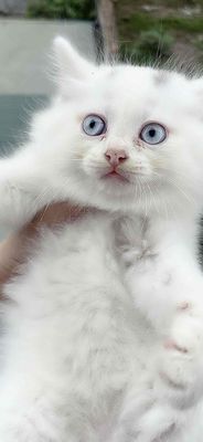ald cục bông mèo cái. Mua bán Mèo tại Huyện Chương Mỹ Hà Nội được đăng bởi min pets