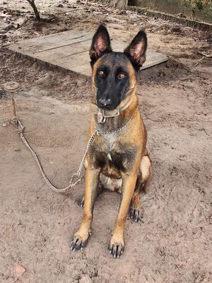 Malinoi Cái Thuần Chủng. Mua bán Chó tại Thành phố Tây Ninh Tây Ninh được đăng bởi Lắp đặt WiFi Camera FPT