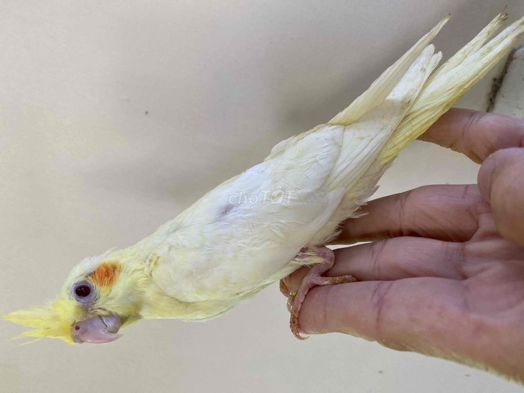 Vẹt cockatiel lutino siêu dễ thương và quấn chủ ❤️