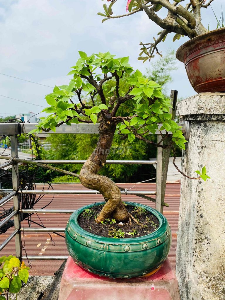Cây cảnh Bonsai Hoa giấy Lâu năm. Mua bán Cây cảnh, đồ trang trí tại Huyện Hóc Môn Tp Hồ Chí Minh được đăng bởi chú đạt  hình 1