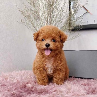 Poodle thuần chuẩn tyni chân lùn mõm ngắn lông day
