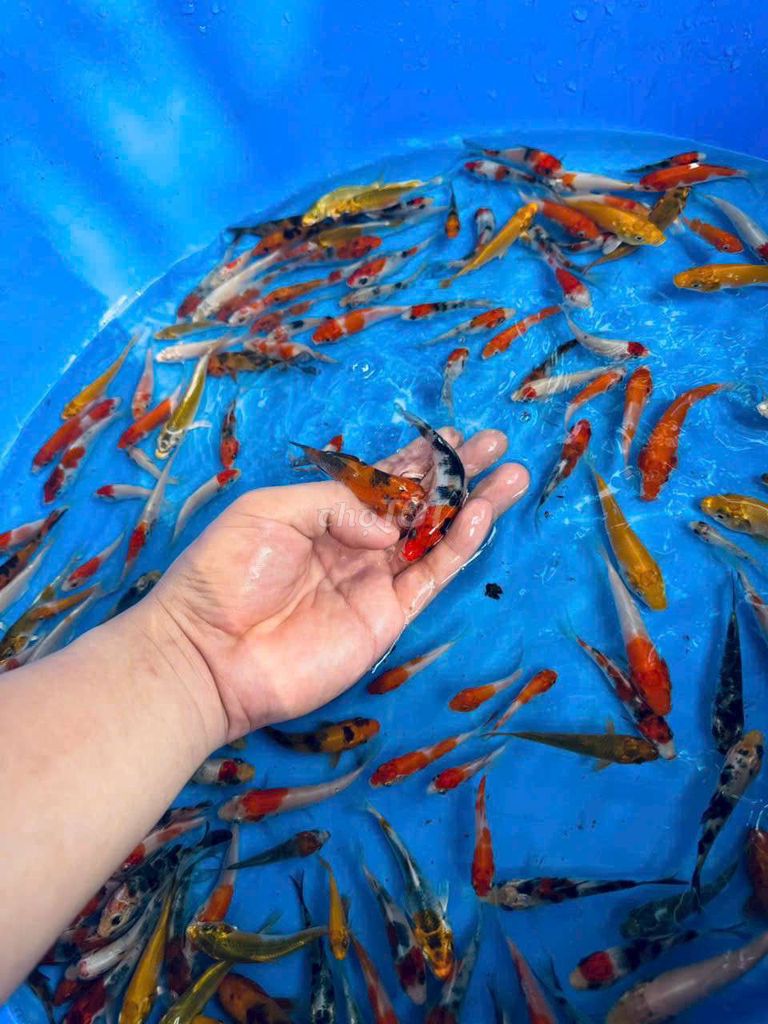 Cá Koi đủ màu , khỏe mạnh size mini 5-10cm. Mua bán Thú cưng khác tại Quận 6 Tp Hồ Chí Minh được đăng bởi Thanh Hậu hình 1