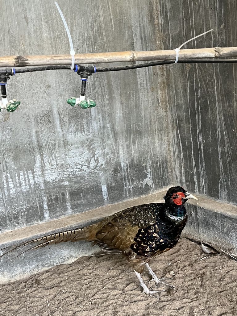 Chim trĩ đỏ/xanh cảnh, thương phẩm, aviary.