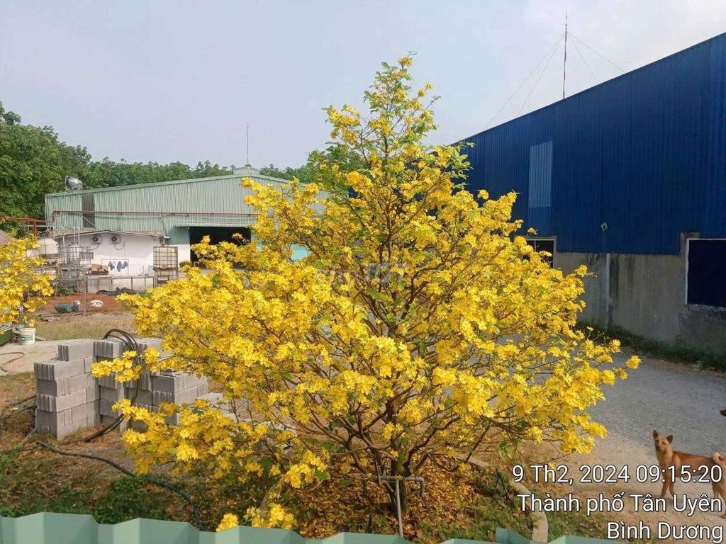 Bán Nhà xưởng phú chánh tân uyên TP HCM Cách dt 742 chỉ 150m