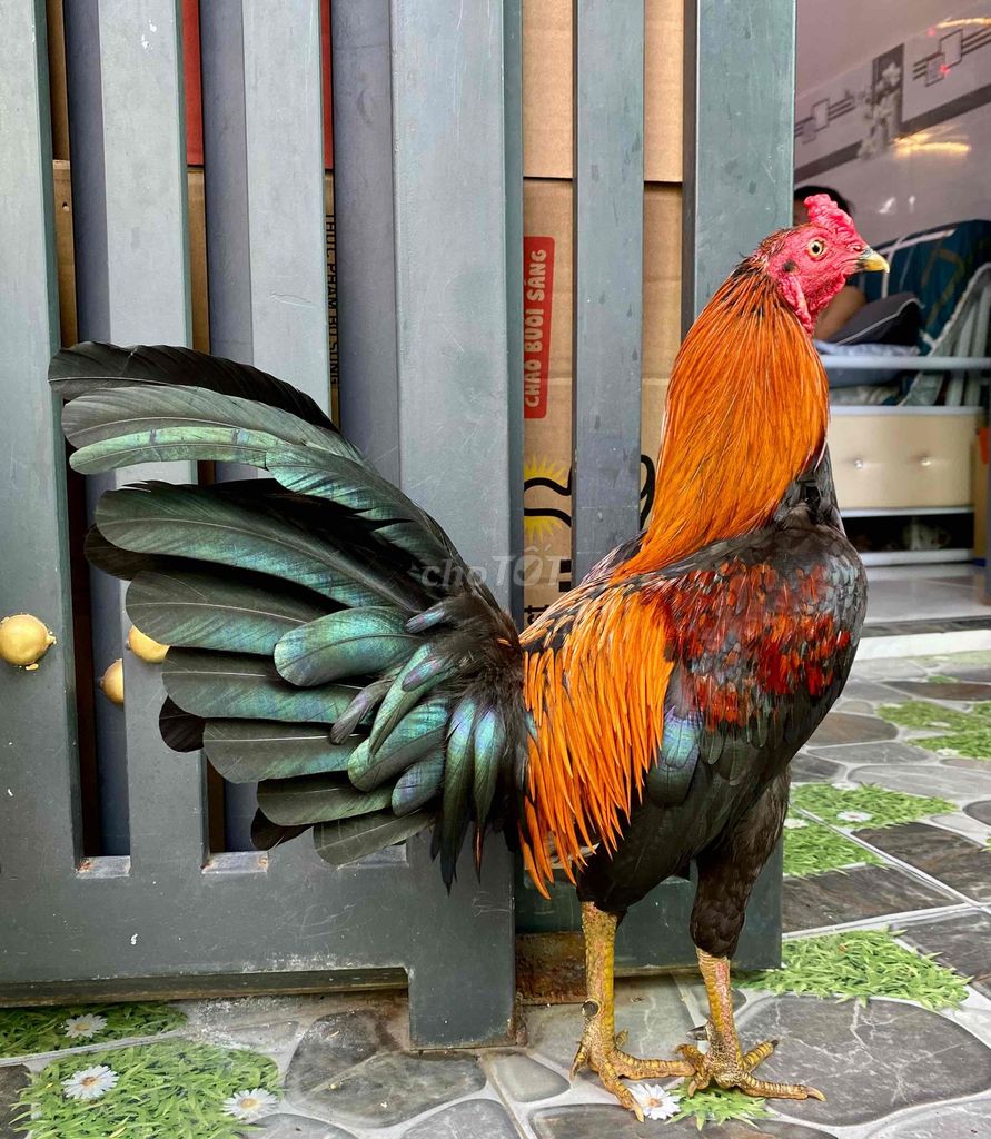 Gà que trạng 1kg40000000. Mua bán Gà tại Quận 8 Tp Hồ Chí Minh được đăng bởi Phương quận 8 hình 1