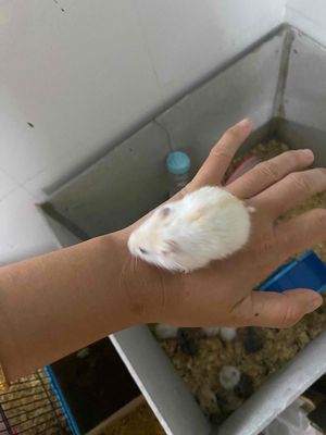 hamster e có đủ màu ạ. giá sỉ 25k thôi ạ