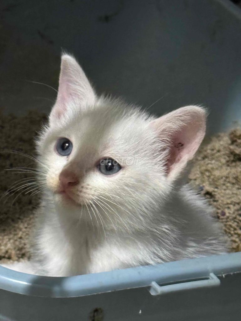 🐾 CẦN TÌM NHÀ MỚI CHO MÈO CON 🐾
