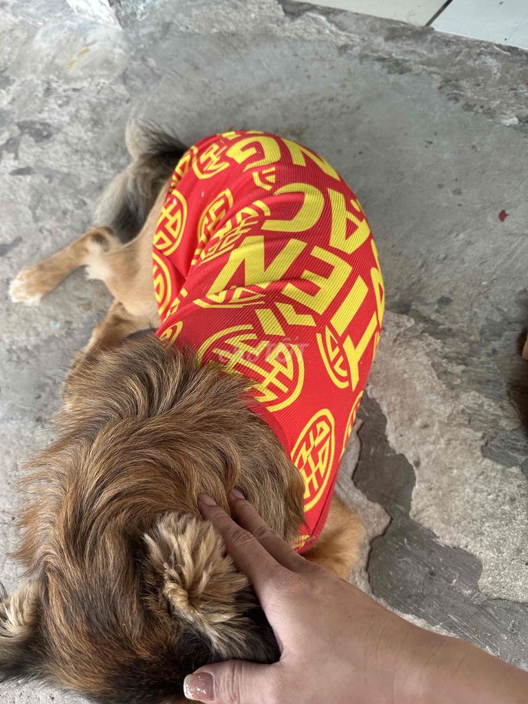 Chó 1 tuổi. Mua bán Chó tại Thị xã Tân Uyên Bình Dương được đăng bởi Nguyễn Phước Hậu  hình 1
