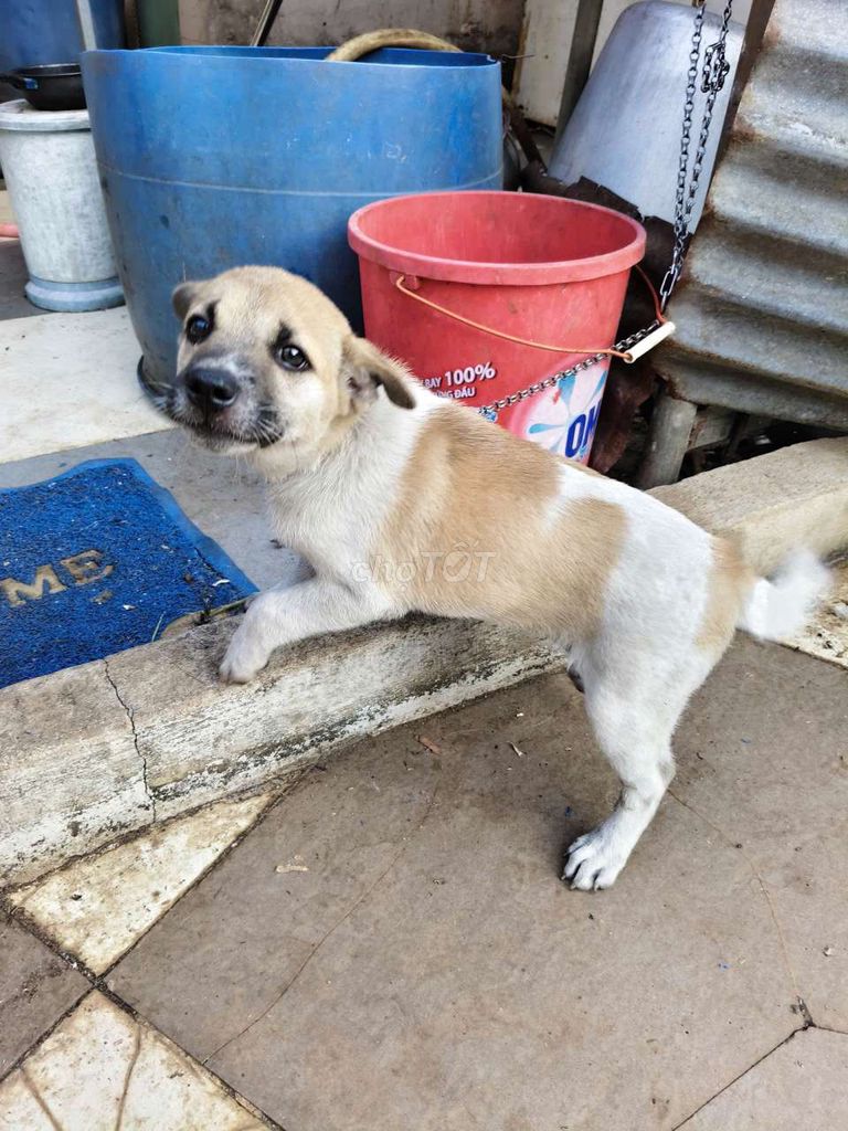 Chó con. Mua bán Chó tại Huyện Châu Đức Bà Rịa - Vũng Tàu được đăng bởi Thành hình 1