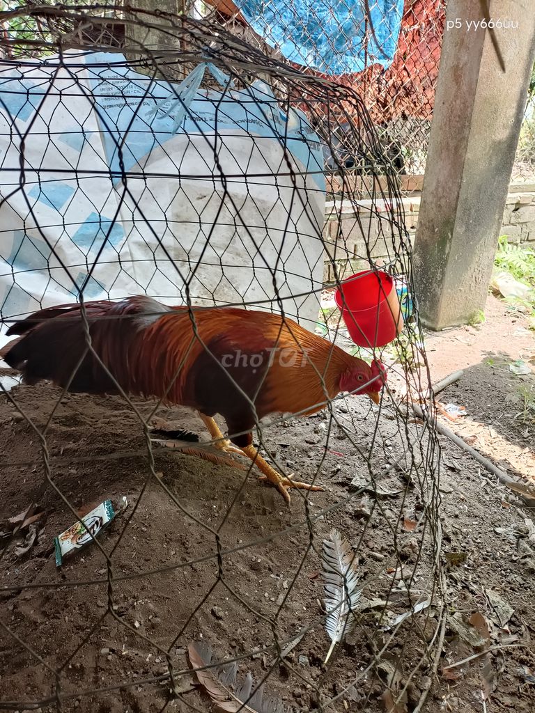 Khét 2,5kg tay khá tốt. Mua bán Gà tại Huyện Châu Thành An Giang được đăng bởi Tính  hình 2