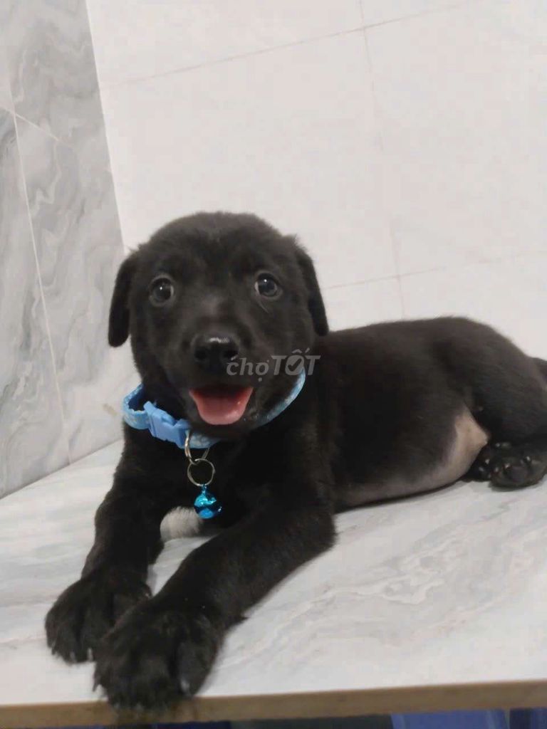 Labrador đen tuyền giống to rất khôn. Mua bán Chó tại Quận 6 Tp Hồ Chí Minh được đăng bởi Tăng Chí Lương  hình 1