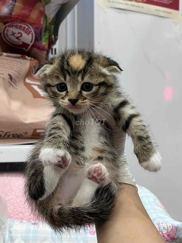 Mèo ALD đực cái 1 mũi 4 bệnh. Mua bán Mèo tại Quận Đống Đa Hà Nội được đăng bởi Phú Trương hình 1