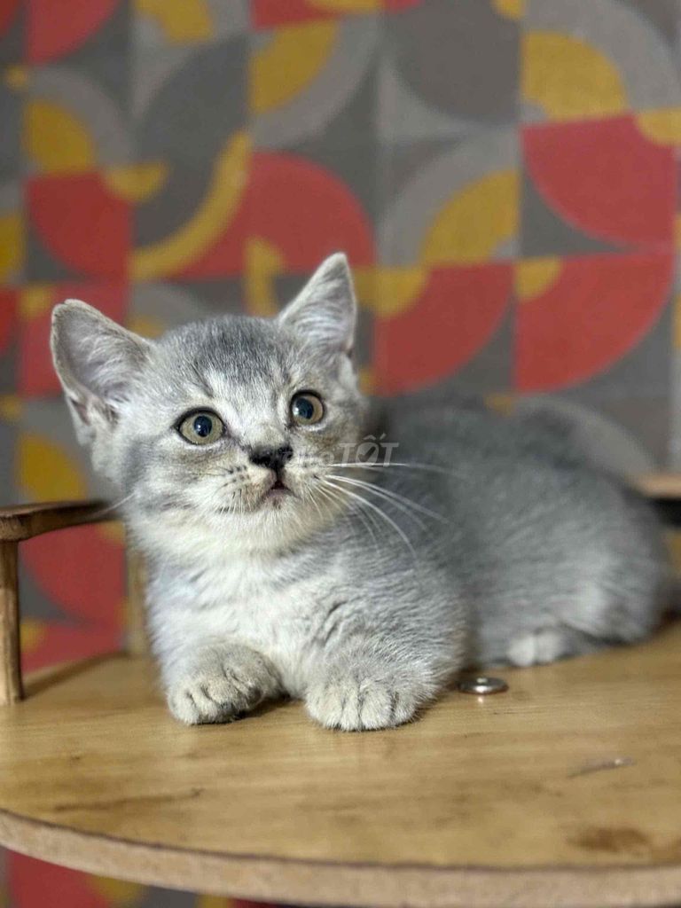 Mèo Anh lông ngắn Silver chân lùn. Mua bán Mèo tại Quận 3 Tp Hồ Chí Minh được đăng bởi Trịnh Phương Tuyền hình 1
