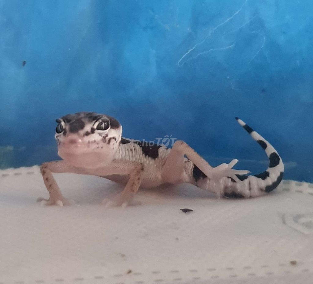 Thanh lý thằ.n lằn lg leopard gecko màu bò sữa