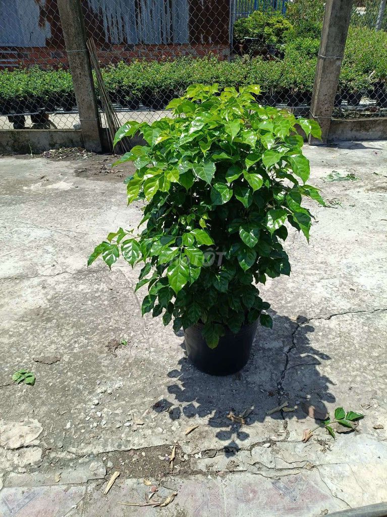 Cây hạnh phúc xanh lá dễ chăm sóc. Mua bán Cây cảnh, đồ trang trí tại Quận Tân Phú Tp Hồ Chí Minh được đăng bởi Thien Phan hình 1