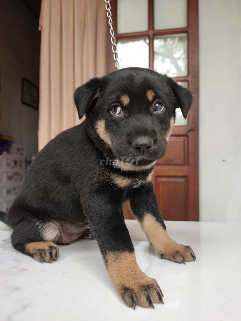 Chó Rottweiler, chó Rot, chó Becgie con dễ thương.