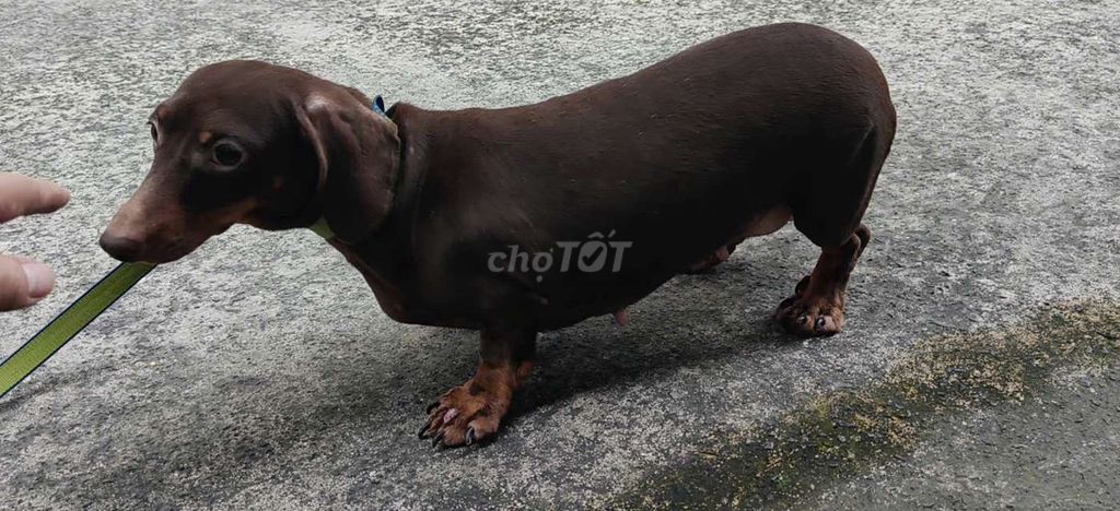 Chó lạp xưởng cái đang lên giống gần 4 tuổi