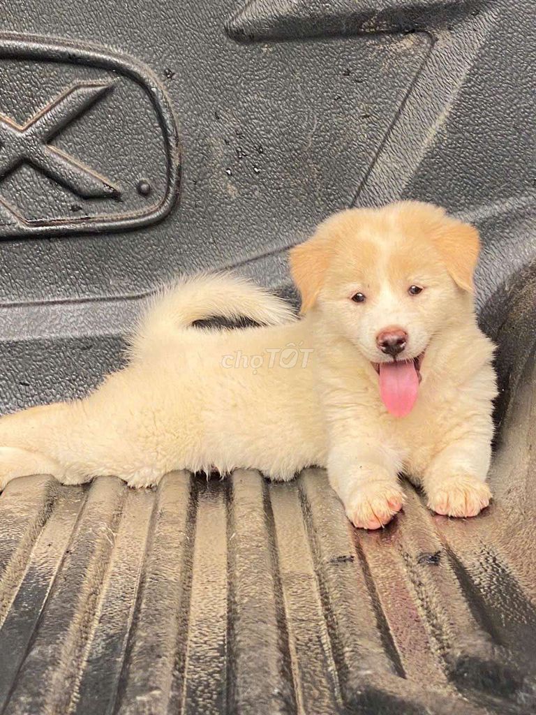 Chó con giống  cái màu Vàng kem. Mua bán Chó tại Thành phố Thủ Đức Tp Hồ Chí Minh được đăng bởi cho H mong hình 1