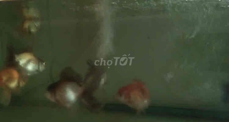 Cá 3 đuôi. Mua bán Thú cưng khác tại Huyện Bình Chánh Tp Hồ Chí Minh được đăng bởi Vũ hình 1