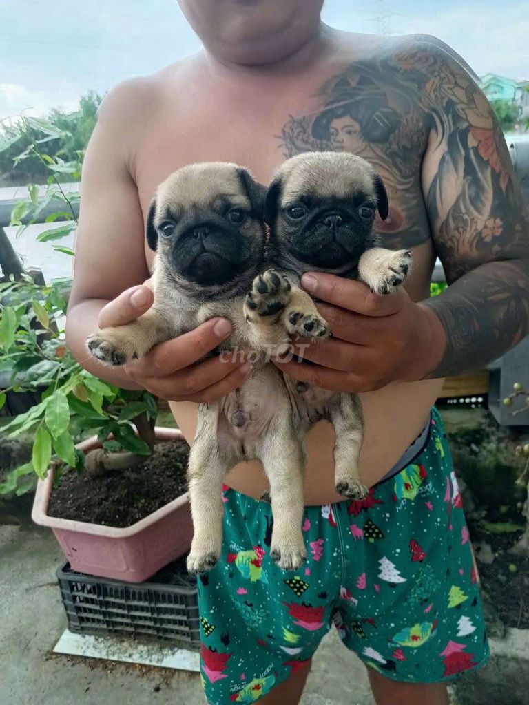 Pug nhà nuôi ạ. Mua bán Chó tại Quận 8 Tp Hồ Chí Minh được đăng bởi Pé Heo hình 3