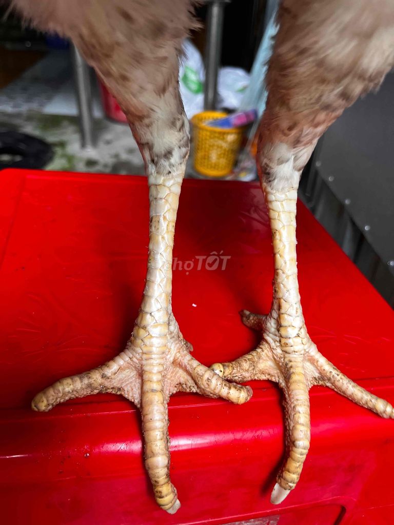 mái thái mỹ 2,4kg. Mua bán Gà tại Huyện Phong Điền Cần Thơ được đăng bởi Trần Khương Duy hình 6