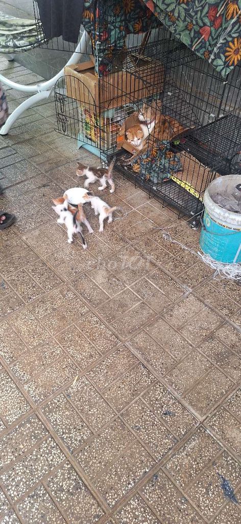 Cho mèo. Mua bán Mèo tại Huyện Châu Đức Bà Rịa - Vũng Tàu được đăng bởi Hoàng hình 1
